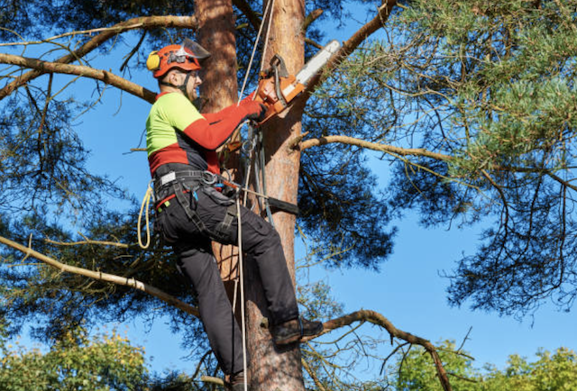 tree trimming